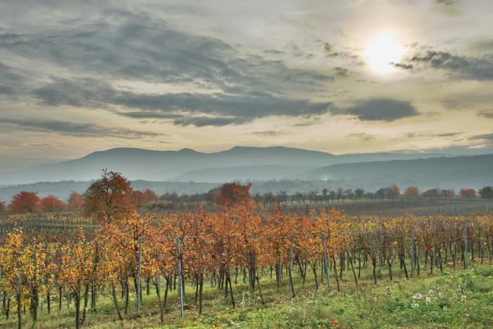 Vignoble alsacien